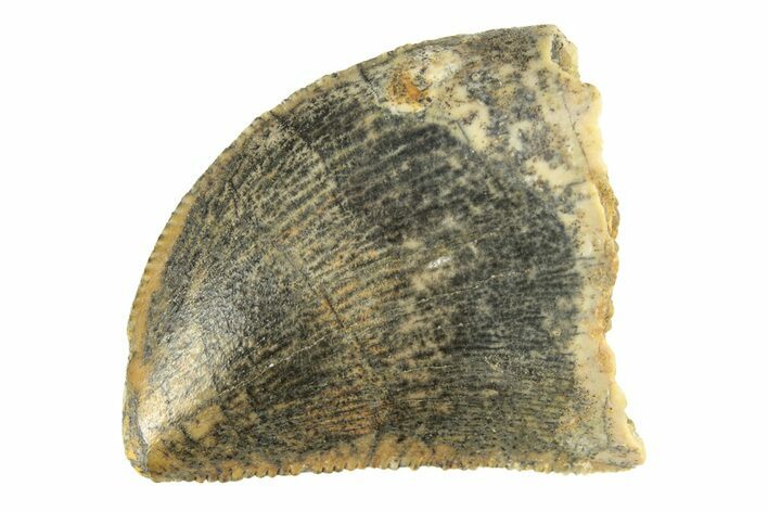 Serrated, Baby Carcharodontosaurus Tooth - Morocco #276005